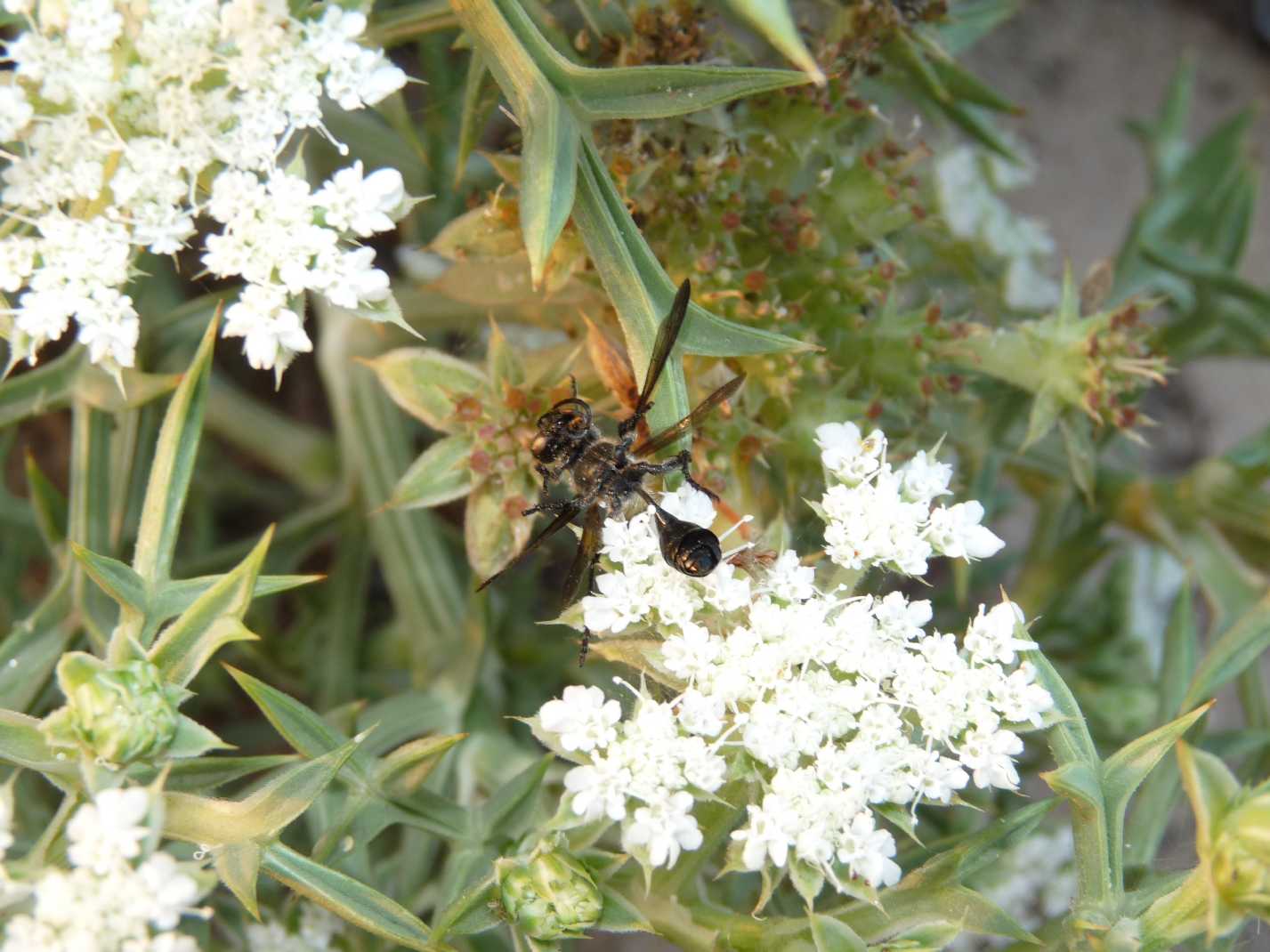 Apidae Andreninae morti